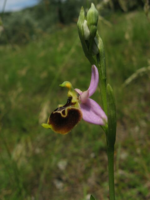 Ophrys fuciflora